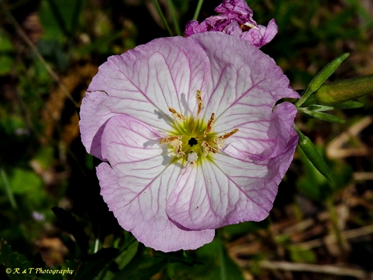 {Oenothera speciosa}